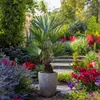 Szorstkowiec Fortunego - 2 szt - Trachycarpus Fortunei - Podgląd zdjęcia produktu 5