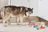A husky dog is eating from a bowl in a room with white cabinets and a light gray floor. There are two pet bowls, a toy, a lucky cat figurine, and a marker on the floor. Podgląd zdjęcia produktu