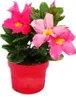 Dipladenia - Gelsomino del Cile - vaso da 10 cm - set di 3 Anteprima dell’immagine prodotto 3