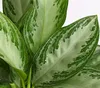 Dehner Kolbenfaden Silver Bay, Aglaonema commutatum, Produktbild-Vorschau 2