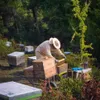 Imker arbeitet an Bienenkästen in Waldlandschaft in Griechenland Produktbild-Vorschau