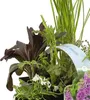 Bloomique - Zestaw 6 - Pachnące rośliny do oczek wodnych - Podgląd zdjęcia produktu 4