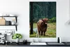 MuchoWow® Poster Schottischer Hochländer - Wald - Moos Produktbild-Vorschau 3