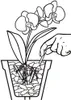 Düngestäbchen COMPO für Orchideen 20 St Produktbild-Vorschau 4