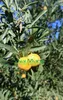 Semínko/Sázenec citrusu Finger Lime odrůdy Eremorange nebo Náhled obrázku produktu 2