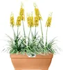 Blumenkasten Elho Vibia Campana Kunststoff 77 x 35 x 33,3 Produktbild-Vorschau 2