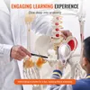 VEVOR Model ludzkiego szkieletu do anatomii, 182 cm Podgląd zdjęcia produktu 3