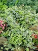 Hedera helix 'Little Diamond', Efeu, grün-weiß, ca. 9x9 cm Produktbild-Vorschau 2