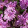 Bloomique - 3er-Set - Rhododendron - Lila, Rosa, Weiß - Produktbild-Vorschau 4
