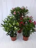 [Palmenlager] - 3er SET Oleander 80/90 cm - Pot 22 cm Ø  Produktbild-Vorschau 1