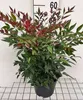 Nandina dom. 'Obsessed'® - Bambou céleste 25- 30 cm - Voir les images du produit 1