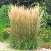 Calamagrostis acutiflora Karl Foester 2L Produktbild-Vorschau 1