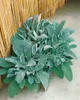 Stachys byzantina, Wollziest, silbrig, ca. 9x9 cm Topf Produktbild-Vorschau 5