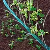 Jardin Tuyau Goutte Système d'irrigation flexible 15M Voir les images du produit 8
