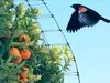 A bird flying near an orange tree covered with netting. Produktbild-Vorschau