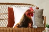 MuchoWow® Zierkissen Sofakissen Wohnzimmer Dekokissen 50x50 Produktbild-Vorschau 5