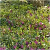 Plants by Frank | 6 Purpur Immergrün Pflanzen | Vinca Minor Produktbild-Vorschau 2
