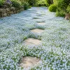 Stauden Gänge 10 x Isotoma fluviatilis - Blauer Produktbild-Vorschau 1
