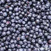 Blaubeerdünger Flüssig 3x1L – 2-1-8 NPK – Flüssigdünger Für Produktbild-Vorschau 8