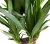 Dehner Yucca-Palme, viertriebig, ca. 170-180 cm, Ø Topf 27 Produktbild-Vorschau 3