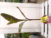 Musa Nono Pink 100-140 cm rosa Banane panaschierte Produktbild-Vorschau 1