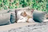 MuchoWow® Outdoor Kissen - Französische Bulldogge - weiß - Produktbild-Vorschau 2