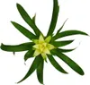 Mini Guzmania Trio - Zestaw 3 kolorowych bromelii w 3 Podgląd zdjęcia produktu 3