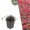 Plants by Frank | 6 Stachelnuss Pflanzen | Acaena Produktbild-Vorschau 1
