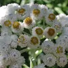 6 x Perlkörbchen  - Anaphalis margaritacea 'Neuschnee'  | Produktbild-Vorschau 2