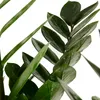 Bloomique - Zamioculcas Zamiifolia - Palma doniczkowa - Podgląd zdjęcia produktu 4