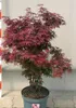 A potted Japanese Maple tree with red leaves. Produktbild-Vorschau