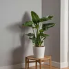 Strelicja - Strelitzia nicolai - Wysokość 90-110cm - ⌀21cm Podgląd zdjęcia produktu 5