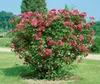 Rosa rugosa, Apfelrose, pink, 30–40 cm Produktbild-Vorschau 12
