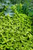 Origanum vulgare, Oregano, aromatisch, ca. 9x9 cm Topf Produktbild-Vorschau 12