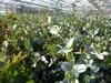 2x XXL Eucalyptus Busch Eukalyptusbaum 40 - 60 cm, Pflanze Produktbild-Vorschau 4