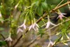 Fuchsia magellanica var.alba, weißblühend, ca. 11x11 cm Produktbild-Vorschau 2