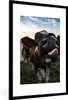 MuchoWow® Gerahmtes Poster Kuh - Tiere - Natur - Produktbild-Vorschau 1