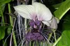 SAFLAX - Biely kvet netopiera - Tacca integrifolia - 10 Náhľad obrázku produktu 4