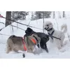 Non-stop dogwear Hundeleine Bungee Touring Leash schwarz, Produktbild-Vorschau 9