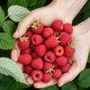 GreenboutiQ - Obstpflanzen - Himbeere - Rubus idaeus Ottawa Produktbild-Vorschau 5