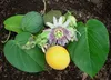 SAFLAX - Süße Granadilla - 20 Samen - Mit keimfreiem Produktbild-Vorschau 4
