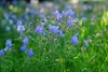 Stauden Gänge 10 x Geranium pratense 'Johnson's Blue' - Produktbild-Vorschau 6