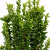 Euonymus japonica. 'Jean Hugues' Kardinál japonský, 2 l Náhľad obrázku produktu 4