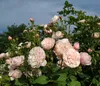 Dehner Kletterrose Divina, Züchter Tantau, dicht gefüllte Produktbild-Vorschau 3