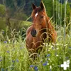 REAVET Mariendistelöl für Hunde & Pferde 500ml – Naturrein Produktbild-Vorschau 7