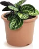 A potted plant with green and white striped leaves sits in a terracotta-colored pot. Náhľad obrázku produktu