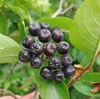 Aronia- Apfelbeere Hugin Gesundheitsbeerenstrauch Produktbild-Vorschau 1