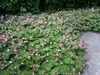 Stauden Gänge 10 x Geranium macrorrhizum 'Ingwersen's Produktbild-Vorschau 3