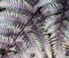 Stauden Gänge 3 x Athyrium niponicum 'Burgundy Lace' im 1 Produktbild-Vorschau 5
