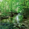 Unser Wald / Forest Nature 2027 Produktbild-Vorschau 12